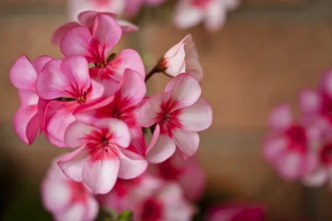 5 plantas colgantes ideales para decorar tus espacios 5 plantas colgantes, ideales para decorar tu casa.