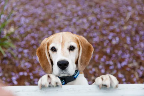 Flores de Bach: ¿cómo cuidar a las mascotas en épocas de pirotecnia? Flores de Bach, una alternativa para proteger a las mascotas de la pirotecnia.