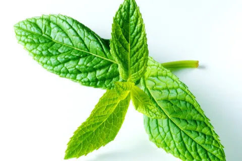 Cómo hacer el ritual de las 13 hojas de menta para atraer dinero Menta: un ritual con 13 hojas para atraer dinero.