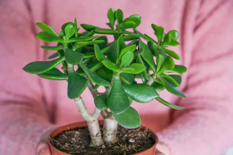 Ritual para activar el árbol de jade y recibir abundancia La mejor planta para atraer la abundancia a tu vida.