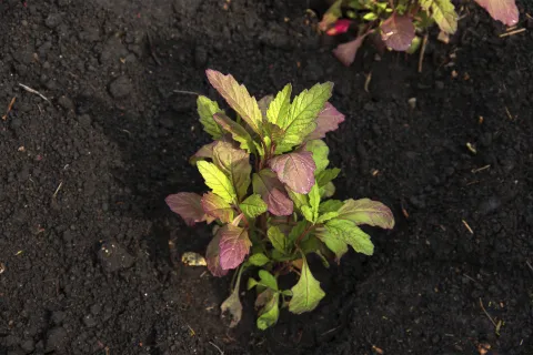 Esta es la hierba aromática que elimina las malas energías y la envidia El epazote es la hierba aromática para eliminar la envidia y las malas energías.