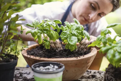 Trucos para multiplicar albahaca en casa ¿Cómo cultivar albahaca en casa?