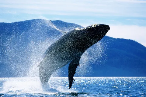 Las ballenas están en peligro de extinción: ¿qué podemos hacer para salvarlas? Las ballenas están en peligro de extinción: cómo podemos adoptar una.