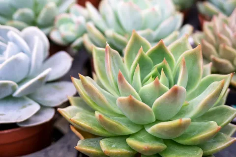 Suculentas: las dos plantas de interior que requieren pocos cuidados Dos suculentas de interior que requieren pocos cuidados.