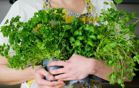 Cuáles son los beneficios del té de perejil y el secreto de cómo prepararlo Cuáles son los beneficios de tomar té de perejil.