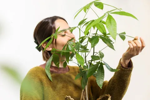 Pachira aquática: la planta de interior que marcará tendencia en 2024 Cómo cuidar la pachira acuática.