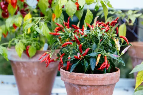 pimientos-ornamentales-abre.jpg