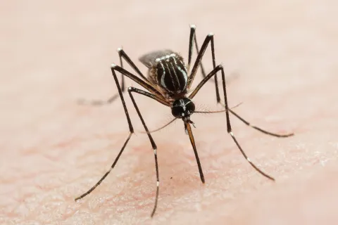 Un truco simple y barato para ahuyentar a los mosquitos de tu casa de la manera más fácil El truco simple y barato para ahuyentar a los mosquitos de tu casa dela manera más fácil.