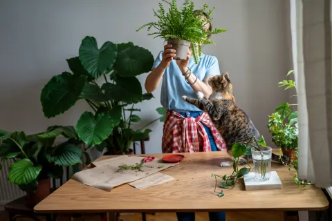 Plantas tropicales: 4 buenas opciones para tu casa Las plantas tropicales que seleccionamos son fáciles de cuidar y se adaptan muy bien a los espacios de interior.