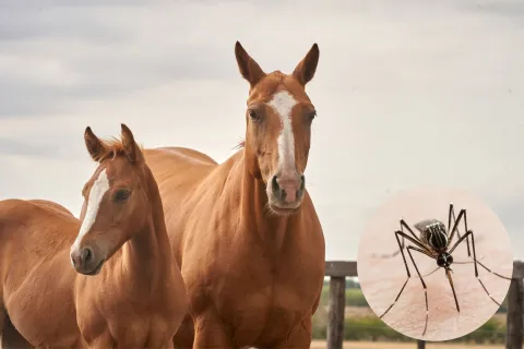 Qué es la encefalitis equina en humanos Encefalitis equina en humanos: los casos no paran de crecer.
