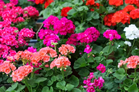 Las cuatro plantas más resistentes para embellecer tu jardín Geranio.
