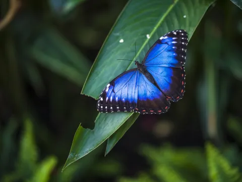 Estas 4 plantas trepadoras harán que tu jardín se llene de mariposas Qué plantas poner en tu jardín para que se llene de mariposas.