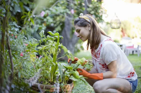 9 plantas venenosas que probablemente tengas en tu jardín 9 plantas venenosas que seguramente tengas en tu jardín.