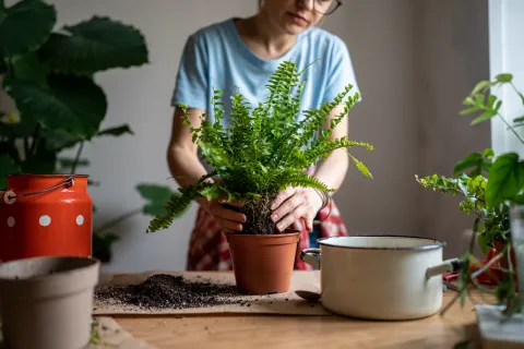 4 plantas prehistóricas que podés tener en tu casa Distintos trabajos científicos ubican al Helecho en la era paleozoica, con fecha de nacimiento que promedia los 350 millones de años.