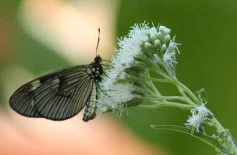 Los beneficios de elegir plantas nativas para tu balcón Guaco (Mikania cordifolia), una planta nativa para que sumes a tu balcón.
