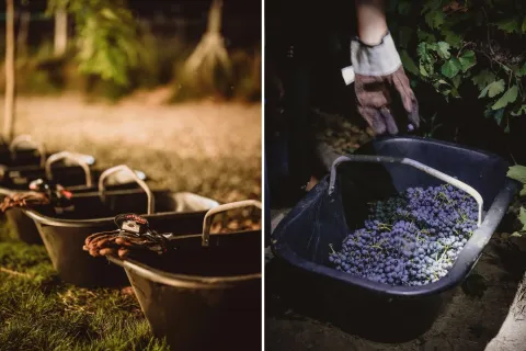Vendimia 2024: 4 experiencias únicas para los amantes del vino argentino Bodega Dante Robino organizó una increíble experiencia de vendimia.
