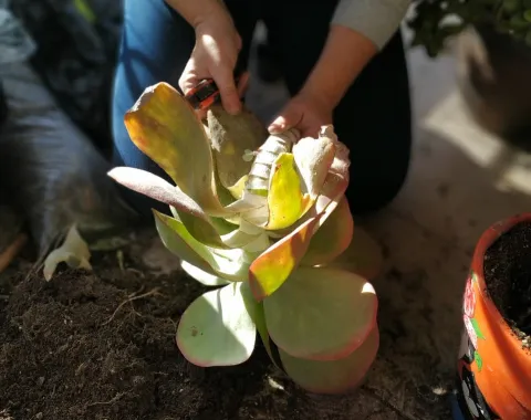 Cómo trasplantar cactus y suculentas Cómo y cuándo trasplantar una suculenta.