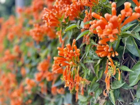Estas son las plantas con flores perfectas para el otoño Pyrostegia venusta (Flor de San Juan)