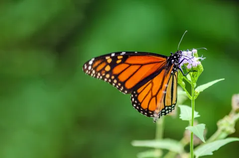 Por qué las mariposas invadieron la ciudad de Buenos Aires Invasión de mariposas en la ciudad.
