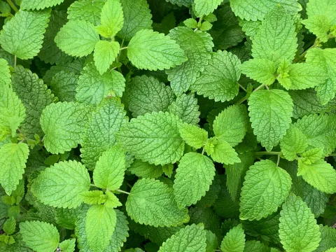 Mosquitos: 9 plantas para tener en tu jardín o balcón que te va a ayudar ahuyentarlos 9 plantas que te van a ayudar a ahuyentar a los mosquitos de manera natural.