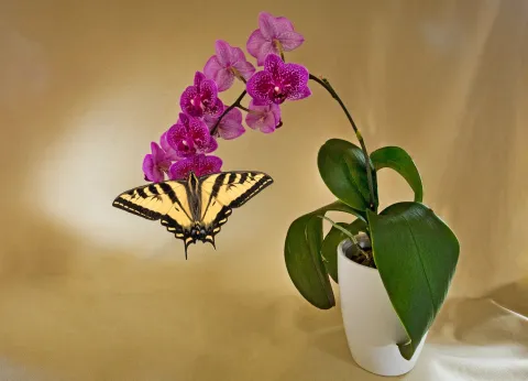 3 plantas de interior que podés poner en tus ventanas para atraer colibríes y mariposas Mariposas que se acercan a plantas de interior.