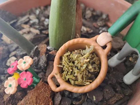 No tires yerba ni café en tus macetas: te contamos por qué les hace mal a tus plantas yerba-cafe-plantas.jpeg