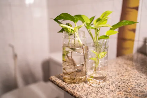 El truco para reproducir potus en agua Se recomienda tener los esquejes en agua al menos un mes antes de pasar a maceta.