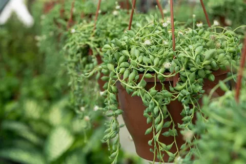 Esta es la suculenta ideal para los balcones: cambia de color y florece en otoño Es la suculenta es perfecta para decorar balcones y terrazas. Además, en otoño florece y cambia de color.