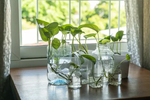 Las 5 plantas más eficaces para limpiar el aire de tu casa Potos, una de las plantas que limpia el aire de tu casa.