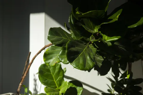 Ficus pandurata: ¿cómo cuidar esta planta que está de moda? Ficus pandurata: ¿cómo cuidar esta planta que está de moda?