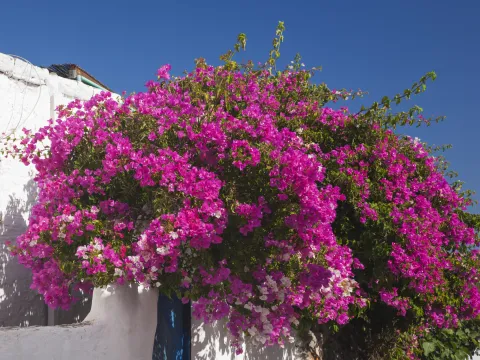 Santa Rita: curiosidades de una planta trendy Esta trepadora, conocida también como buganvilla, es resistente a la sequía y ofrece un espectáculo de flores durante todo el año