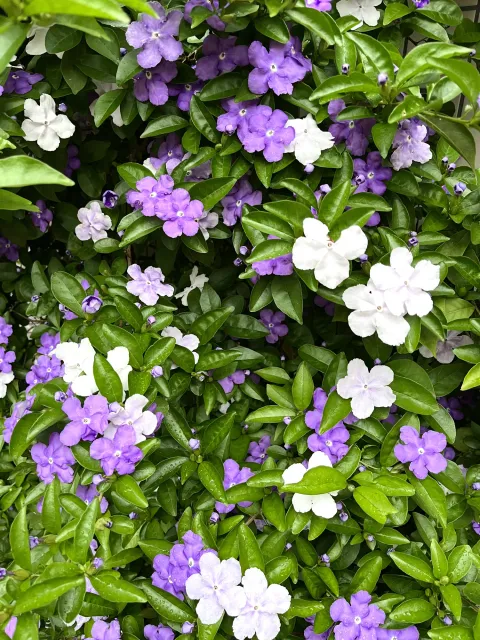 El árbol ideal para perfumar tu balcón: se cultiva en maceta y se llena de flores El jazmín paraguayo puede crecer hasta 1.5 metros de altura.