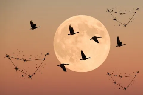 Calendario lunar de julio 2024: ¿qué oportunidades te traen las fases de la luna este mes? Luna Llena, pájaros y el signo de capricornio.