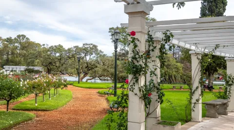 Rosas gratis en El Rosedal de Palermo: ¿hasta cuándo hay tiempo para ir a buscarlas? Entregan brotes de rosas en El Rosedal de Palermo.