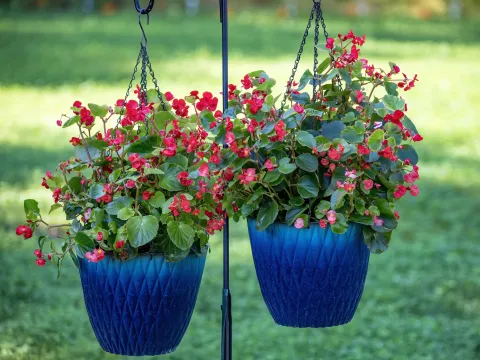 Ni geranios ni lavanda: la planta fácil de cuidar que florece todo el año La begonia es una planta que va bien en macetas.