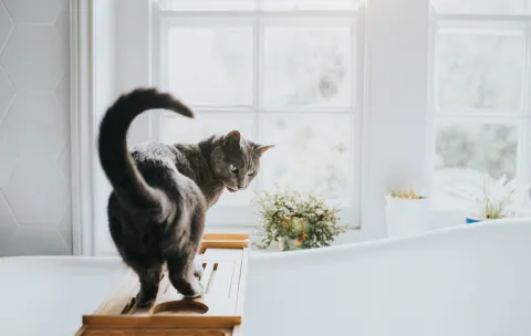 Estas son todas las formas en las que tu gato te está diciendo “te quiero” y no lo sabías Cuando la cola está erguida con la punta curva es un signo de afecto y muestra que el gato está contento y confiado.
