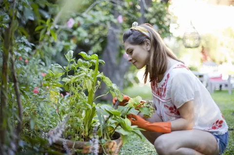 Renová el jardín en agosto: qué plantas florecerán en primavera y son fáciles de cuidar Mujer, plantas, jardín