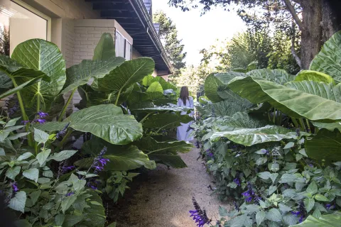 Oreja de elefante: ¿cómo se cuida esta planta tropical? La alocasia u oreja de elefante son plantas que traen armonía a los vínculos.