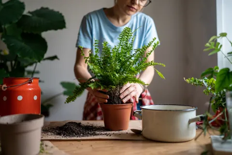 Feng shui: 5 plantas que atraen la buena suerte y deberías tener en casa Las plantas que según el Feng Shui atraen la buena fortuna a tu vida.