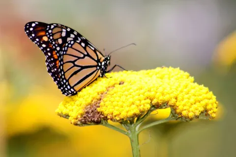 Armá tu paraíso botánico: 7 plantas con flores que atraen a las mariposas Las mariposas son polinizadoras y aman las flores.