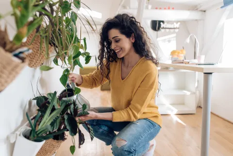 5 plantas ideales para decorar los distintos ambientes de tu casa Te compartimos ideas expertas para decorar los ambientes de tu casa con plantas.