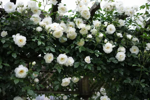 La planta trepadora tendencia en deco: es fácil de atender y tiene flores siempre La Rosa Iceberg ama el sol y necesita una exposición plena para florecer en todo su esplendor