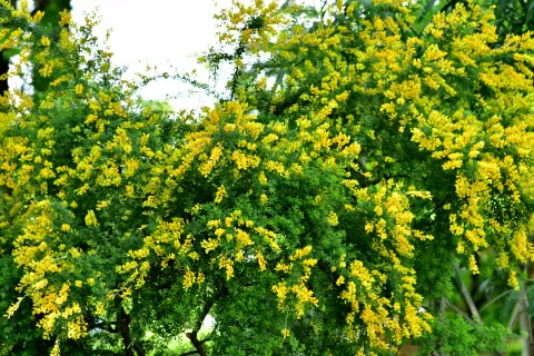 La planta fácil de cuidar que encanta el jardín con su potente perfume Sus flores amarillas caen como racimos