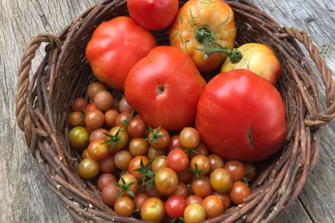 Arrancó la temporada de tomates: 10 claves para cultivar los tuyos Noviembre es el mes de cosecha de tomates por excelencia.