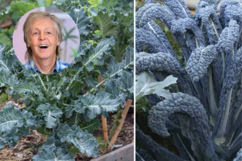 Qué es el Cavolo nero, el superalimento que Paul McCartney pidió para su camarín El Cavolo Nero, el pedido de Paul Mc Cartney en Argentina
