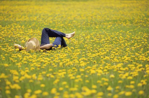 La planta silvestre que todos pisan y no deberías sacar de tu jardín Las flores y hojas del diente de león tiene beneficios múltiples para la salud.