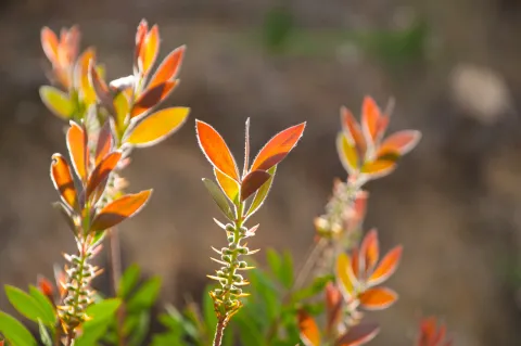 Eugenia: así es la planta que es fácil de cuidar e ideal para esta temporada La planta Eugenia sorprende con sus hojas que cambian de color según la temporada