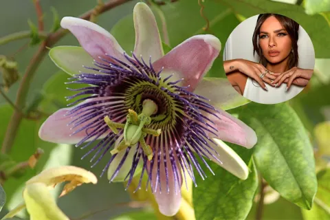 La planta trepadora que la China Suárez tiene en su jardín: es bellísima y da una flor exótica Passiflora ligularis, conocida como granadilla o granada china, es una planta trepadora