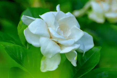 Llená tu jardín de jazmines: el truco para reproducir esta perfumada planta que amamos Jazmín