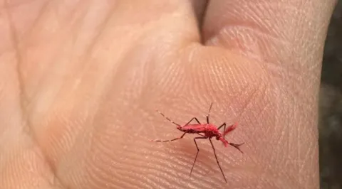 Los mosquitos rojos fluorescentes fueron liberados en un barrio mendocino para combatir el dengue.